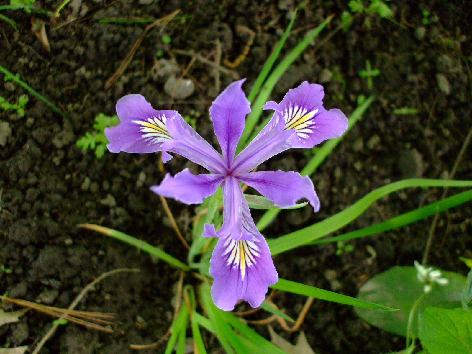 Iris tenax